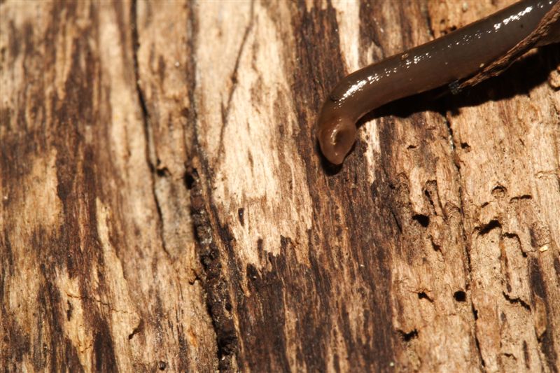 Sanguisughe Trocheta subviridis